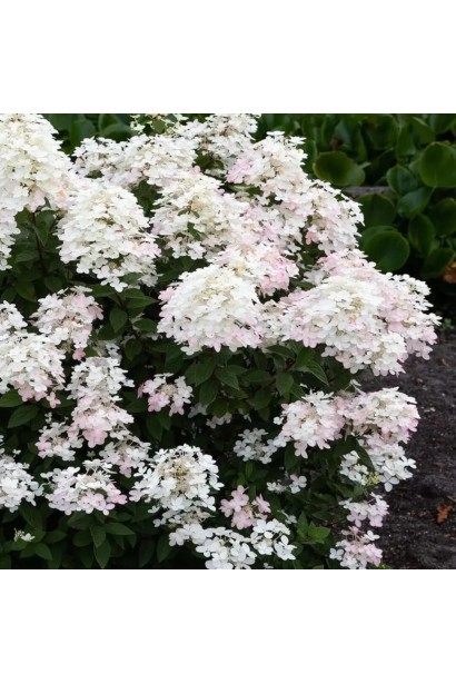 Гортензія карликова Тач оф Пінк компактний квітучий кущ